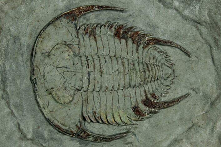 Lower Cambrian Trilobite (Neltneria) - Issafen, Morocco #355767